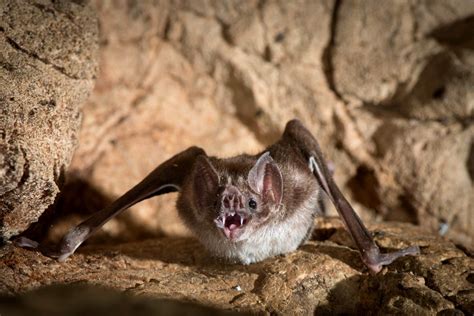 Lost Genes Explain Vampire Bats' Diet of Blood | Scientific American