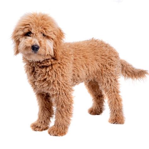 Mini Goldendoodles - Breed Information and Guide - SpiritDog Training