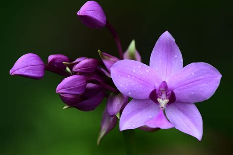 🌺 [Orquídeas moradas | Significado, cuidados y fotos] 👉 [La guía más ...