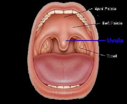 Uvula Anatomy