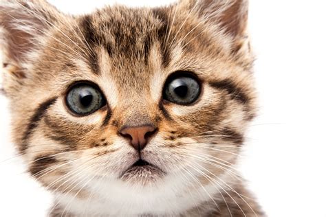 brown tabby kitten #kitten #face #fluffy #look #5K #wallpaper # ...