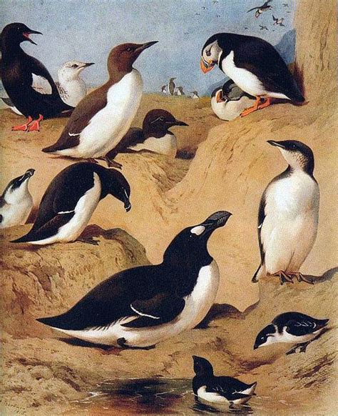 rhamphotheca: Various Species of Auk (family Alcidae) Great Auk ...