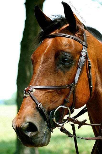 44 best Horse Bridles UK - Dressage Bridle - Jumping Bridles - All ...