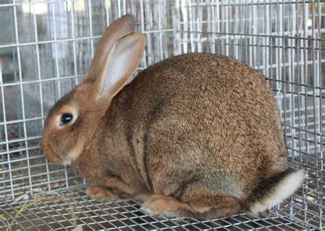 Chestnut: Chestnut Agouti New Zealand Rabbit | Pocket Pause