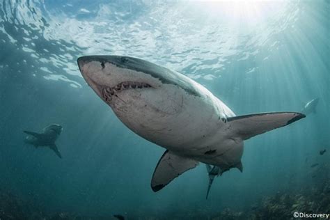 Great White Shark • Tracking Sharks