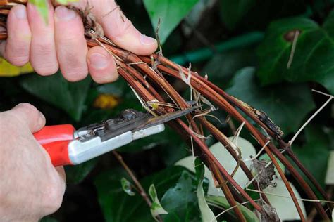 How to Prune Clematis - BBC Gardeners World Magazine