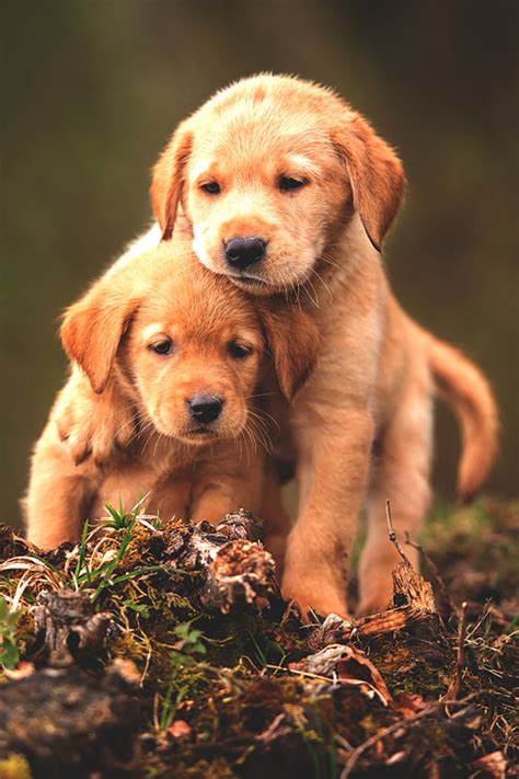 Cute Puppy Wallpapers Free Download - Free Download Cute Puppy ...