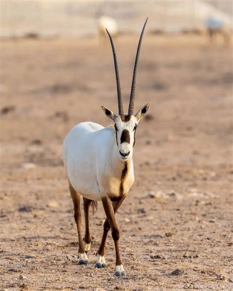 Arabian Oryx: Why Is It Endangered?