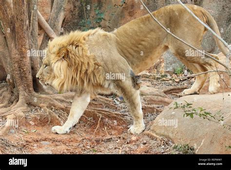 African lion hunting hi-res stock photography and images - Alamy