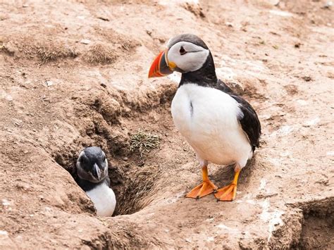 Where Do Puffins Live? (Habitat, Range + Distribution) | Birdfact