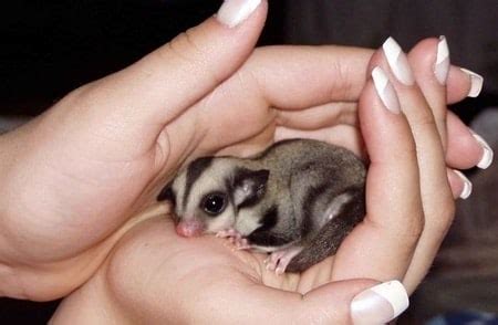 Sugar Glider Bonding: 5 Easy Steps To Form A Strong Bond | ThePetFAQ