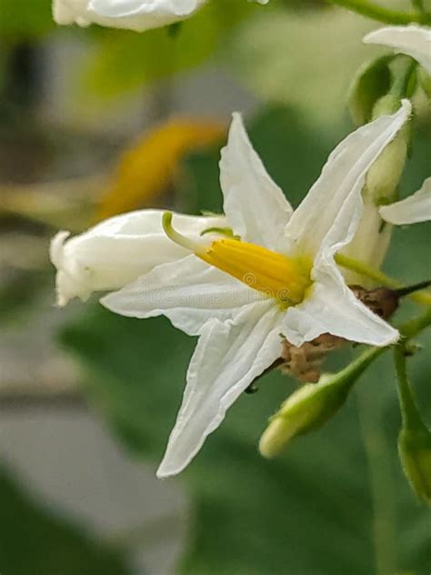 Solanum Torvum flowers. stock image. Image of tropical - 319724509