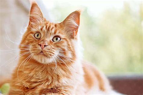 Orange Cat Breeds?