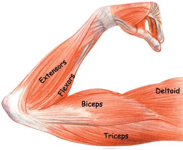 Diagram Of Bicep And Tricep