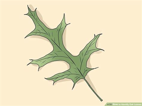 Signs of Summer 5: Leaf Shapes (and great questions!) | Ecologist's ...