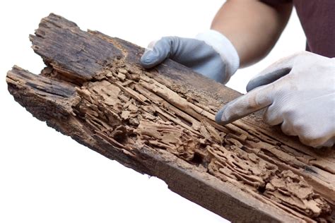 How Much Damage Can Termites Actually Cause? | Buzz Kill Pest Control