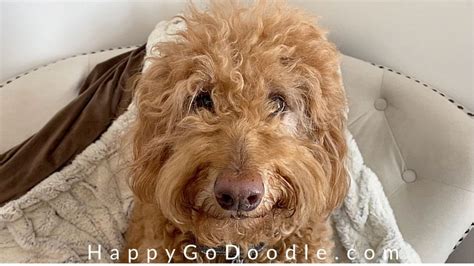 Cornstarch for Matted Dog Hair: A Heck of a Hack! - Happy-Go-Doodle®