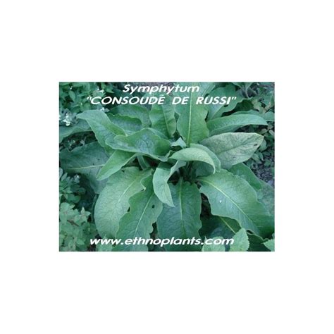 Comfrey seeds for sale (Symphytum officinale)