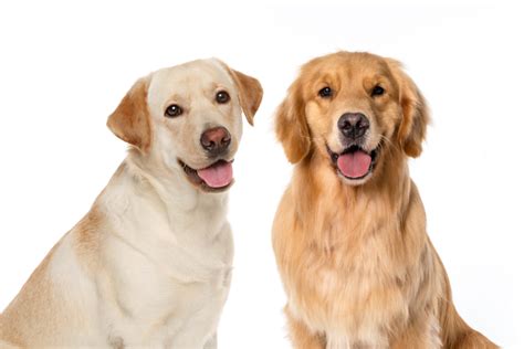 Golden Retriever vs. Labrador Retriever: Similarities & Differences