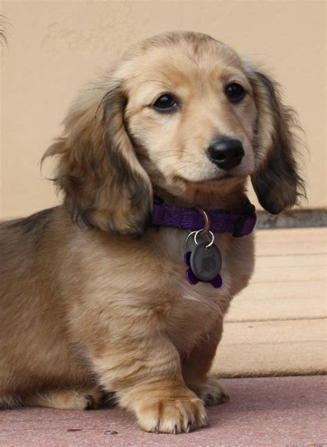 55+ Mini Longhaired Dachshund For Sale Photo - Bleumoonproductions