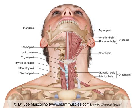 Hyoid Group - Learn Muscles