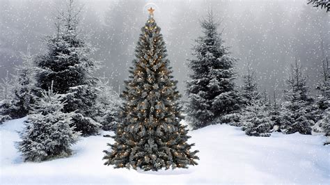 Snow falling on the Christmas tree wallpaper - Holiday wallpapers - #50819