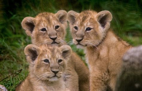 You Need To See These Lion Cub Triplets Adorably Bugging Their Mom