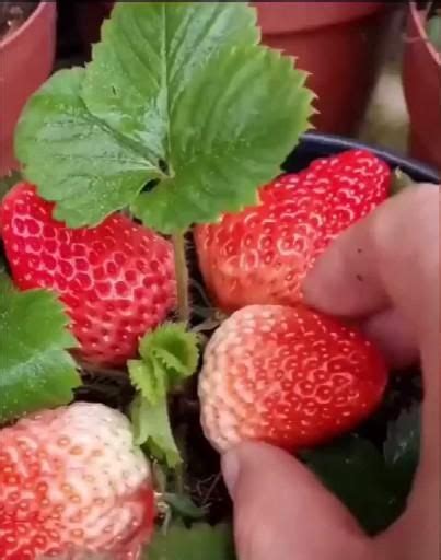 How to plant strawberry seeds [Video] | Indoor vegetable gardening ...