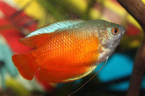 Red Fire Dwarf Gourami - Care | Tank Mates | Food | Size - SeaFish