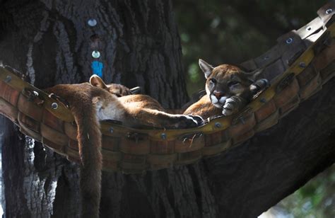 Exploring the Oakland Zoo’s newly-opened California Trail – East Bay Times