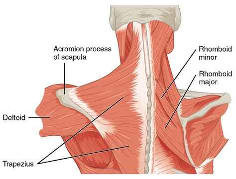 Rhomboid Pain