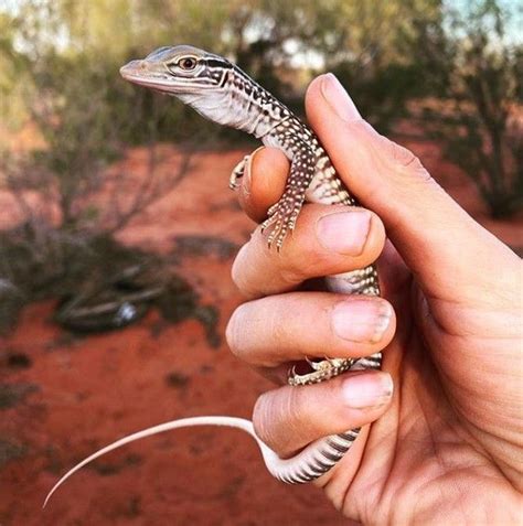 On the last day of trapping we got this stunning juvenile Sand Goanna ...