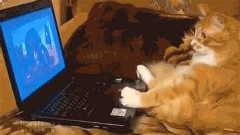 Cat Watching GIF - Find & Share on GIPHY