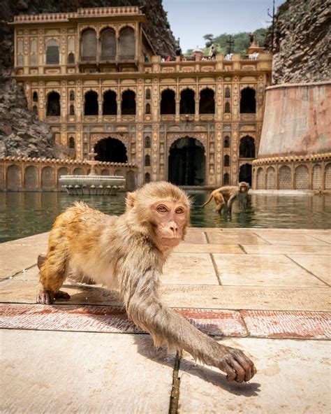 The Galta Ji Temple in Jaipur India · Free Stock Photo