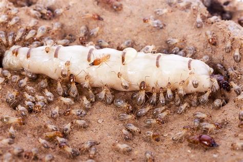 Why Are Termite Queens So Big? | Pest Wisdom