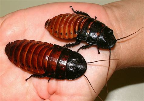 GHP Windfall - More Roaches to Control - UF/IFAS Extension Pinellas County