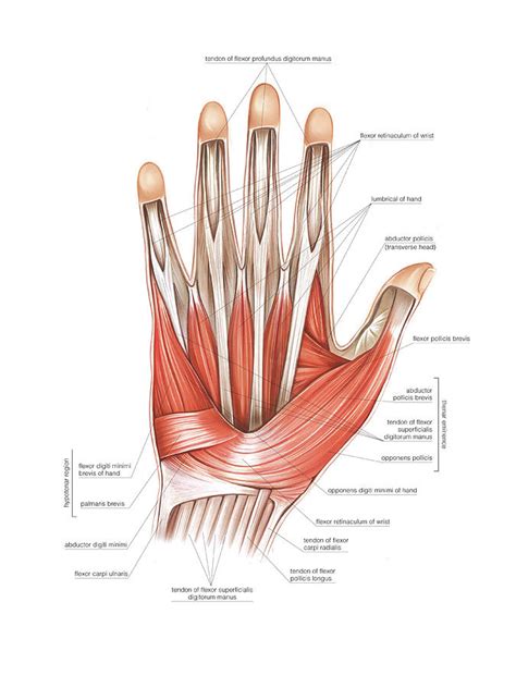 Hand Muscle Anatomy - Anatomical Charts & Posters