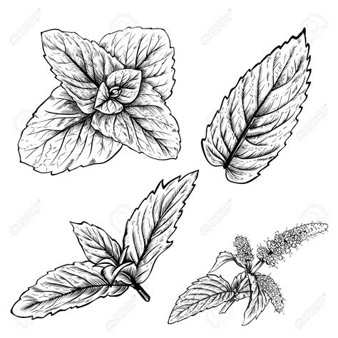 Mint Leaf Drawing at GetDrawings | Free download