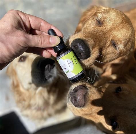 HEAL – CBD OIL FOR DOGS 1100MG - CBD Dog Health