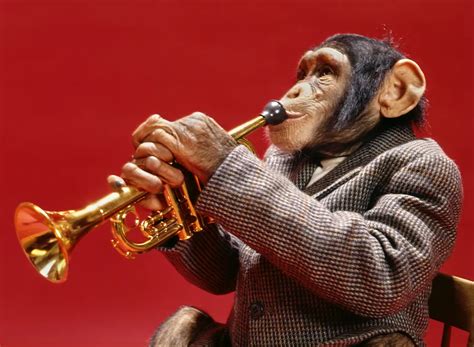 Monkeys: A Musical Retrospective | Young Hollywood