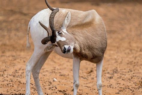 Top 10 des animaux à cornes dans le monde - Animaux du monde entier