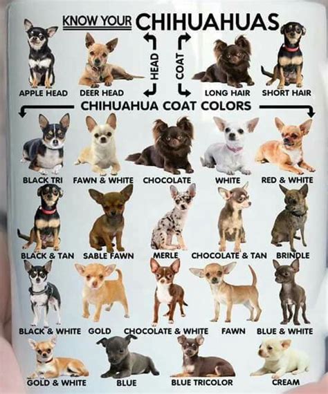 Chihuahua Size Chart - Pets Lovers