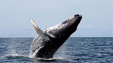 San Diego Whale Watching Season Guide - Lives On