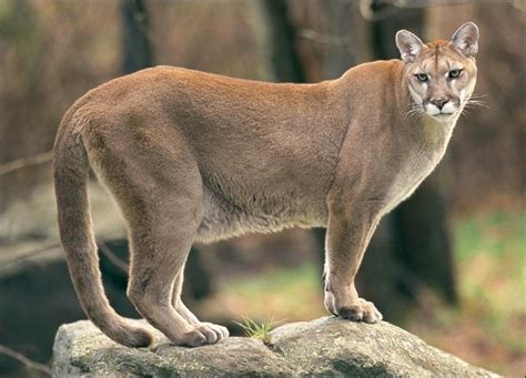 The Cougar Interesting Wild Animal Fact & Pictures | Animals Lover