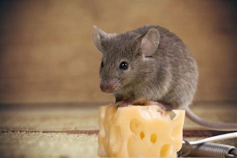 Kind Man Who Loves Sharing Meals with His Pet Mouse Is Stealing Hearts ...