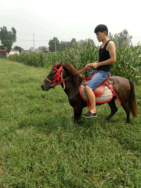 Debao pony. Some say that Debao and Guoxia are different breeds of ...