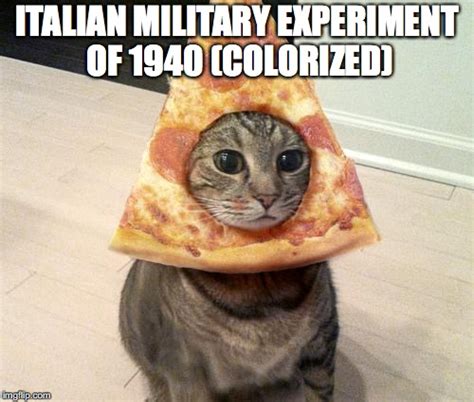 pizza cat - Imgflip