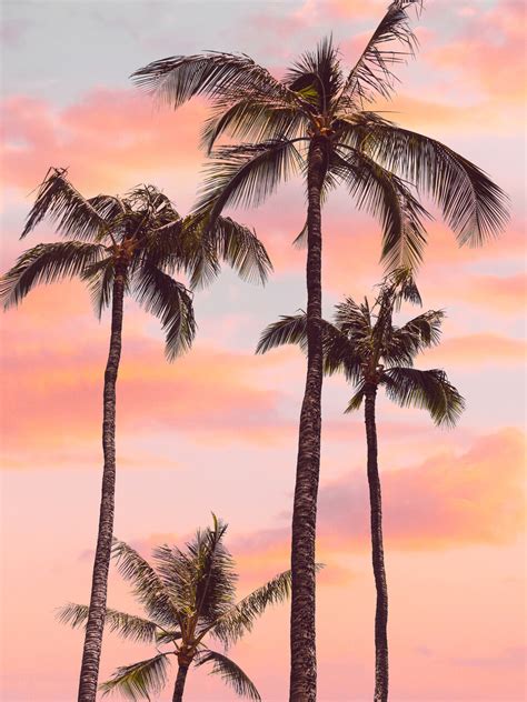 Sunset Palm Trees | Posters, Art Prints, Wall Murals | +250 000 motifs