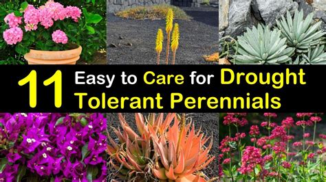 11 Easy to Care for Drought Tolerant Perennials