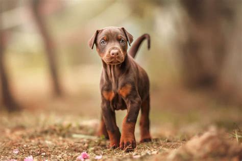 Brown Doberman: Breed Info, Pictures, Genetics & Facts